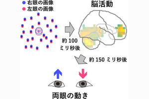 両眼を映像に合わせてそろえて動かすための脳内の仕組みの一端を九大などが解明