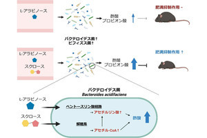 ショ糖と単糖の同時摂取で肥満を抑制できる可能性、慶大が確認