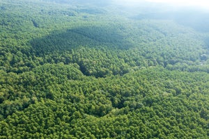 【気候変動】森林拡大・縮小する地域を高解像度で推定　