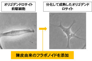 東京薬科大、脳内炎症をみかんの皮に含まれるフラボノイドで抑制できることを発見