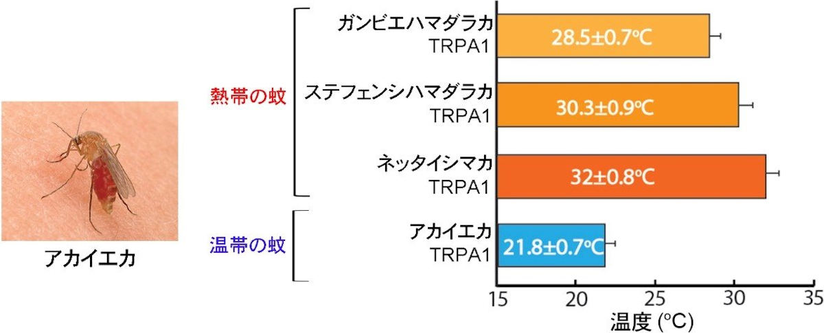 吸血中のアカイエカ