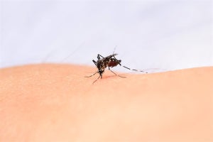 蚊はどうやって生物の温度を感知しているのか？　生理研などが仕組みの一部を解明