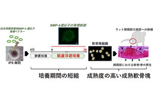 東北大、マウスiPS細胞から軟骨様組織を約4週間で作製することに成功