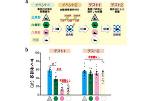 脳は睡眠中に異なる体験同士の類似性を見出している、富山大がマウスで確認