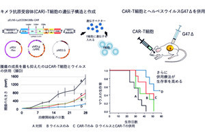 がん細胞だけを攻撃する人工免疫細胞と人工ウイルスによる治療法、名大などが開発