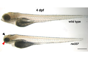 OIST、ゼブラフィッシュを用いて細胞死を防ぐタンパク質の役割を解明