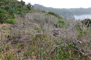 【地球温暖化】種の繁栄と異常気象、どちらも植物にとってはストレスだった？