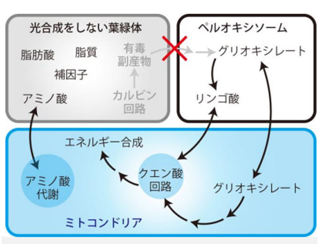 光合成をやめた珪藻細胞内での物質の流れ図。光合成をしないので、カルビン回路での二酸化炭素の固定は行われず、副産物の合成やそれをペルオキシソームに渡して解毒することはしていない