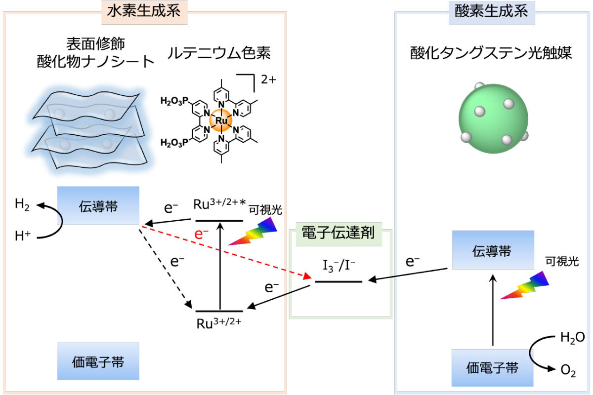 色素増感Zスキーム水分解系