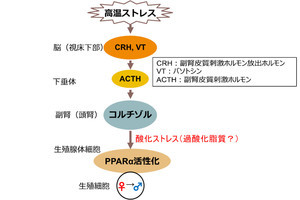 メダカの雄化は高温環境の酸化ストレスが引き起こす、熊本大などが発見