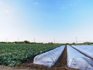 PSI×SAP、農産業活性化支援のためのサプライチェーンプラットフォーム提供