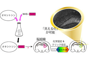 幸せホルモン「オキシトシン」の脳内での挙動の見える化に慶大が成功