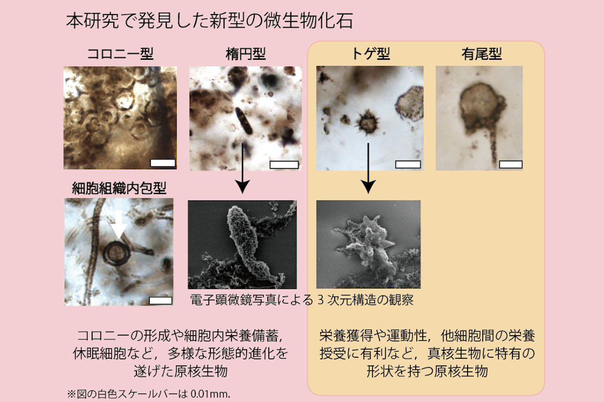 今回の研究で発見した新型のガンフリント微化石