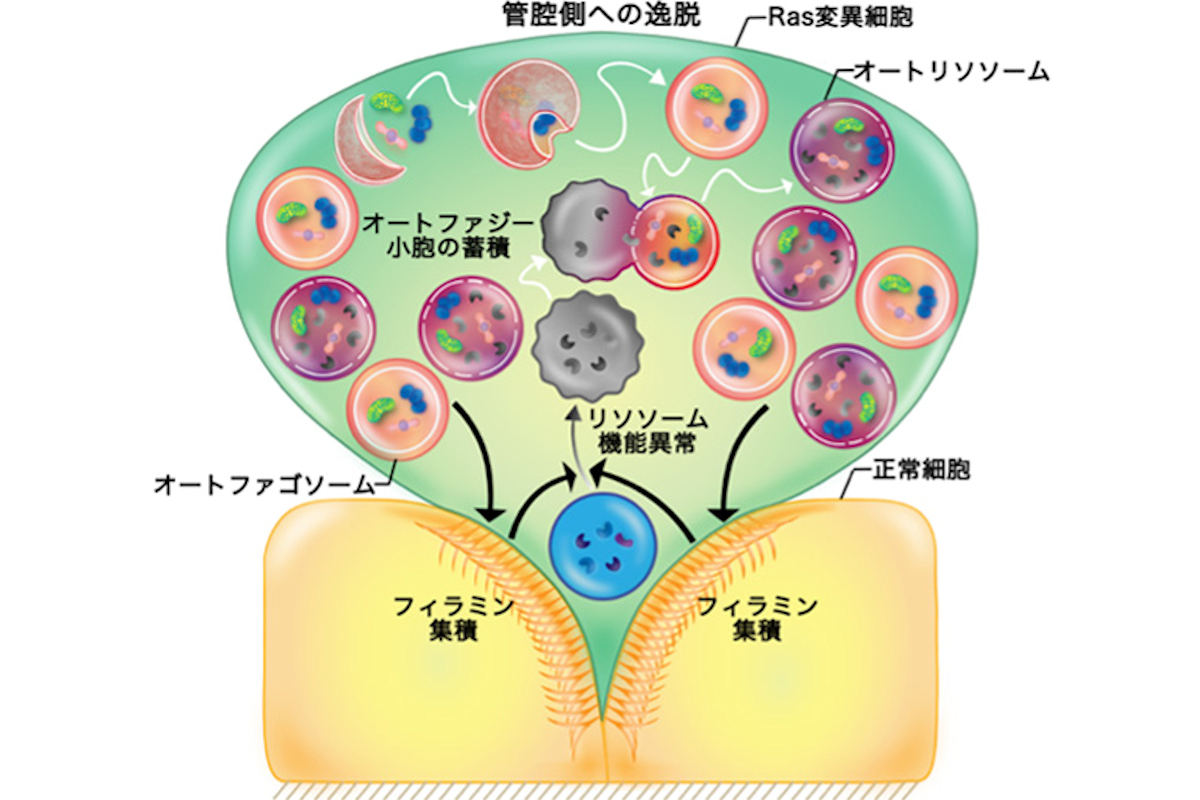 細胞競合におけるオートファジーの役割