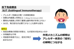 千葉大、花粉症治療法「舌下免疫療法」の作用メカニズムの一部を解明