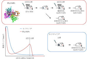 再発した乳がんが新規光免疫治療で完全消滅、東大がマウスで効果を確認