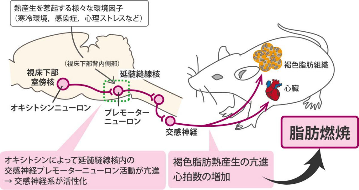 alt属性はこちら