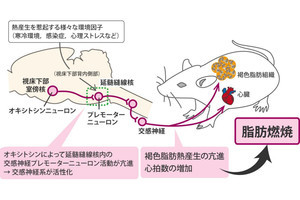 愛情ホルモンが脂肪組織の熱産生を増加させる神経路をラットで発見、名大