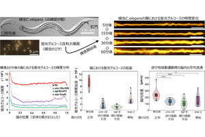 東北大、腸の蠕動運動で促進されるグルコース吸収の可視化に成功