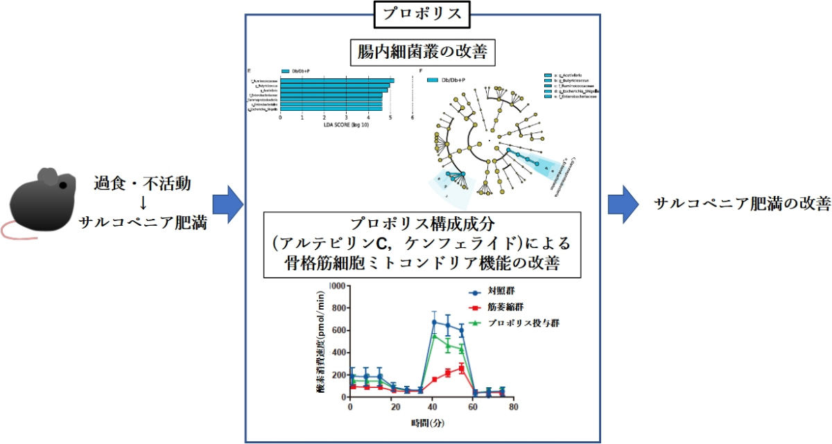 今回の研究の概要