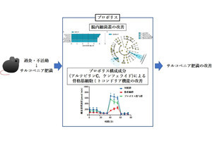 プロポリスによるサルコペニア肥満の予防効果、京都府立医科大が動物実験で確認