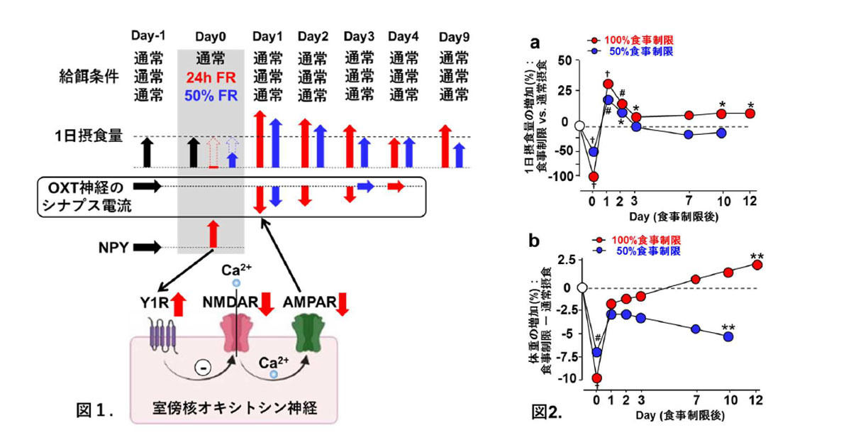 食事制限による興奮性シナプスの抑制と摂食量の変化の機構