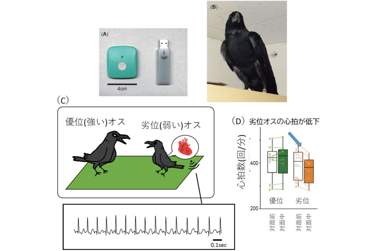ハシブトガラスの胸部に装着した無線式心電計