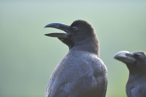 カラスは強い相手と出会うと身体に特異な反応が生じる、慶大が発見