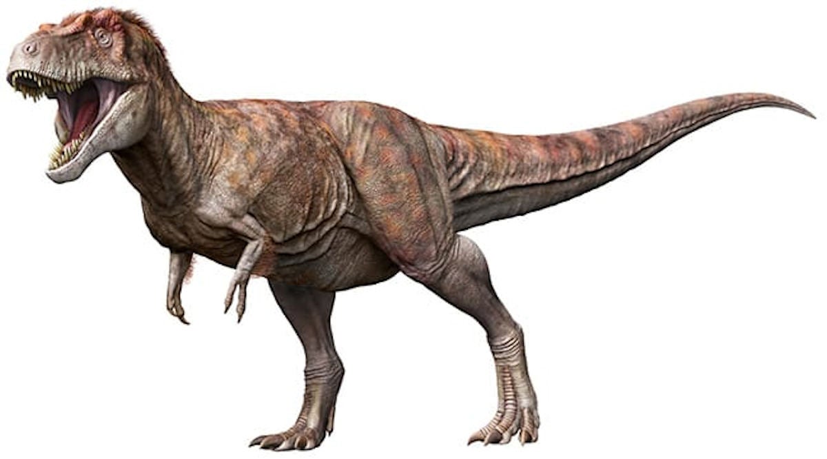 化石】ティラノサウルス科 ダスプレトサウルス・トロススの歯 No.1 