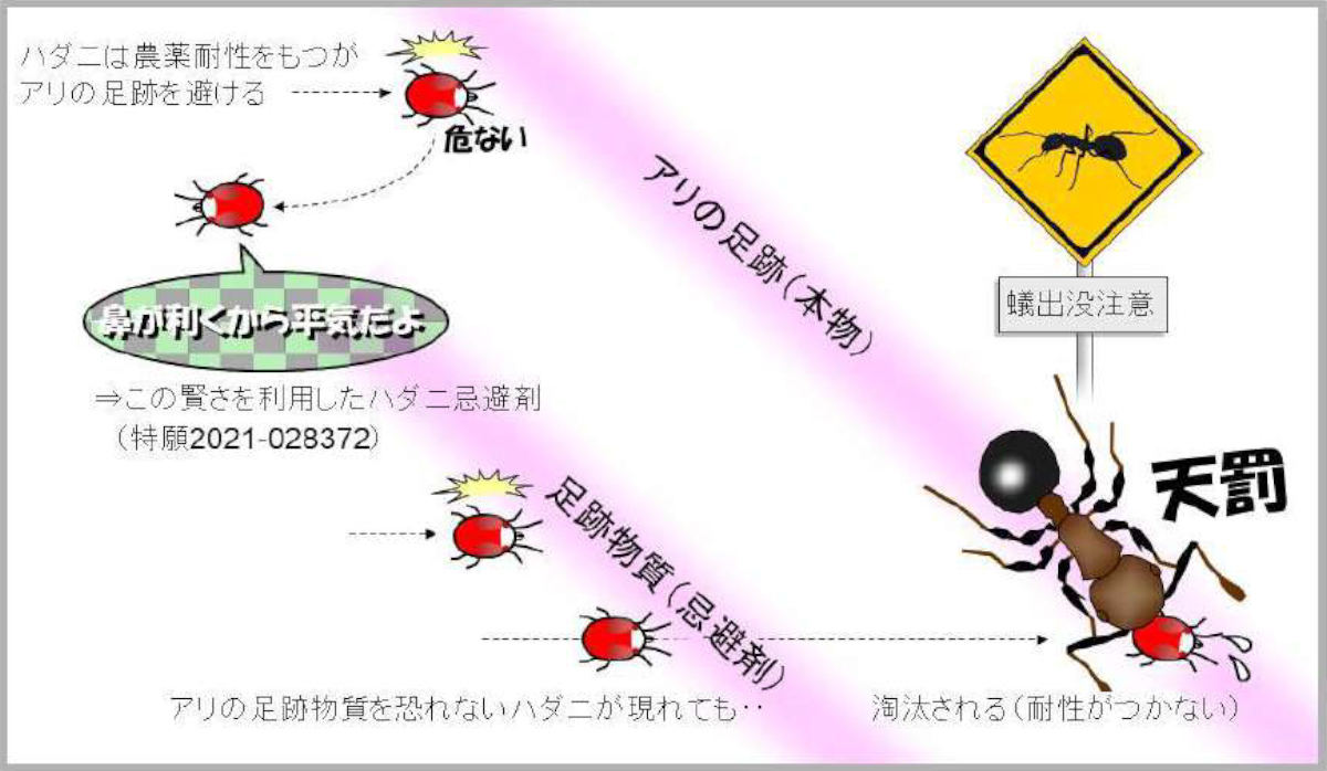 今回の研究の概要