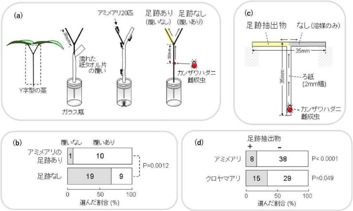 植物の茎についたアリの足跡に対するハダニの忌避性を調べる装置