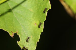 農業害虫のハダニはアリの足跡を避ける、京大が発見