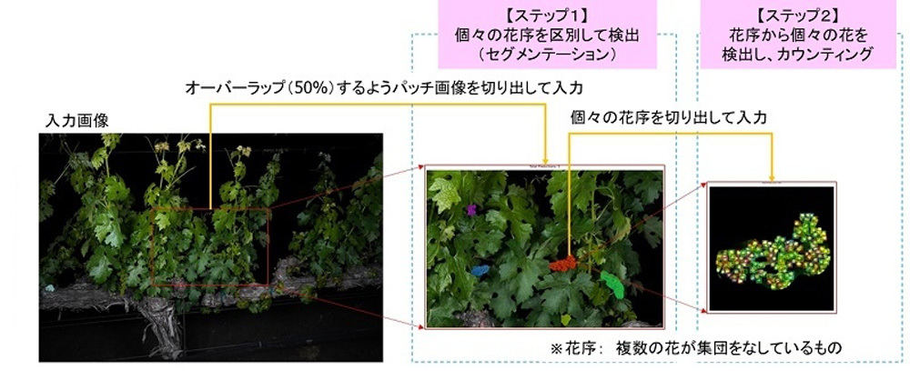 AIを用いた2ステップでの高精度なカウンティング手法