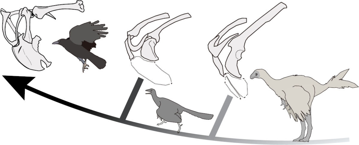 恐竜から鳥類への胸部骨格の進化の様子