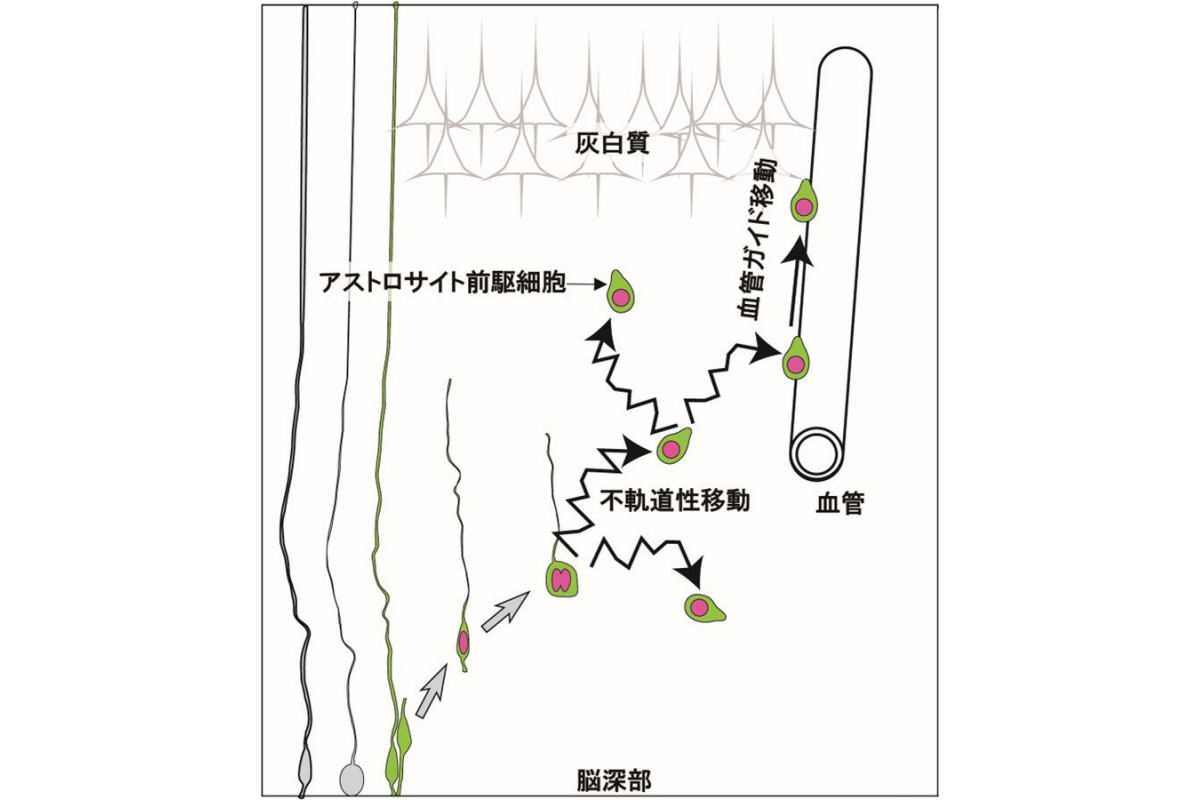 脳発生過程におけるアストロサイト前駆細胞の移動