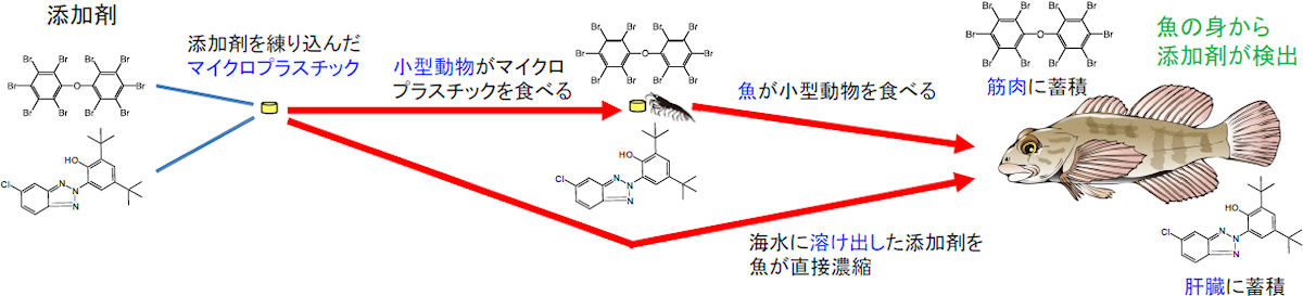 マイクロプラスチックが、食物連鎖を通して添加物を魚類に運ぶメカニズム