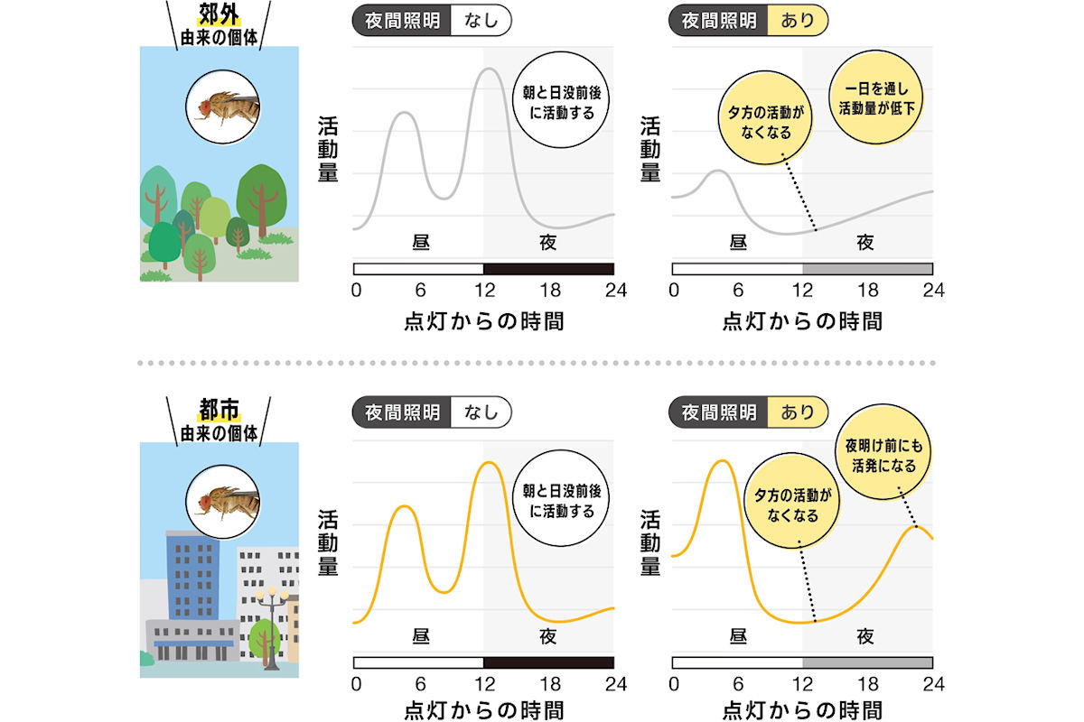 夜間照明によって都市由来の個体も郊外由来の個体も夕方の活動ピークが消滅した。ただし、都市由来の個体では、夜中に新たな活動ピークが現れていることが確認された