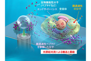 大阪公大、「光濃縮」でがん細胞内導入に必要な薬剤濃度を1/100に削減