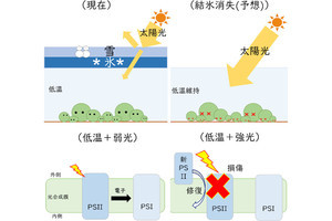 地球温暖化による結氷消失が阿寒湖のマリモに及ぼす悪影響とは？