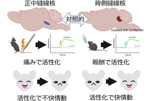 京大など、不快情動をもたらすセロトニン神経を新たに発見