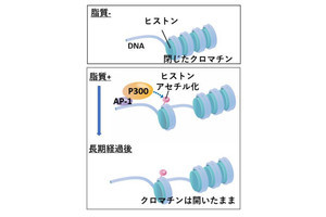 肥満は痩せても自然免疫系に長期間記憶される、京大が確認