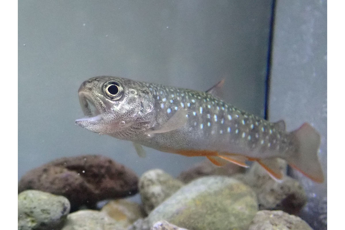 あくびをするイワナの稚魚(現在研究室で飼育されている1歳魚で、実際の研究には0歳魚が用いられた)