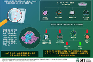 活性型ビタミンD3はヒ素を介した発がんリスクを抑制する、芝浦工大が確認