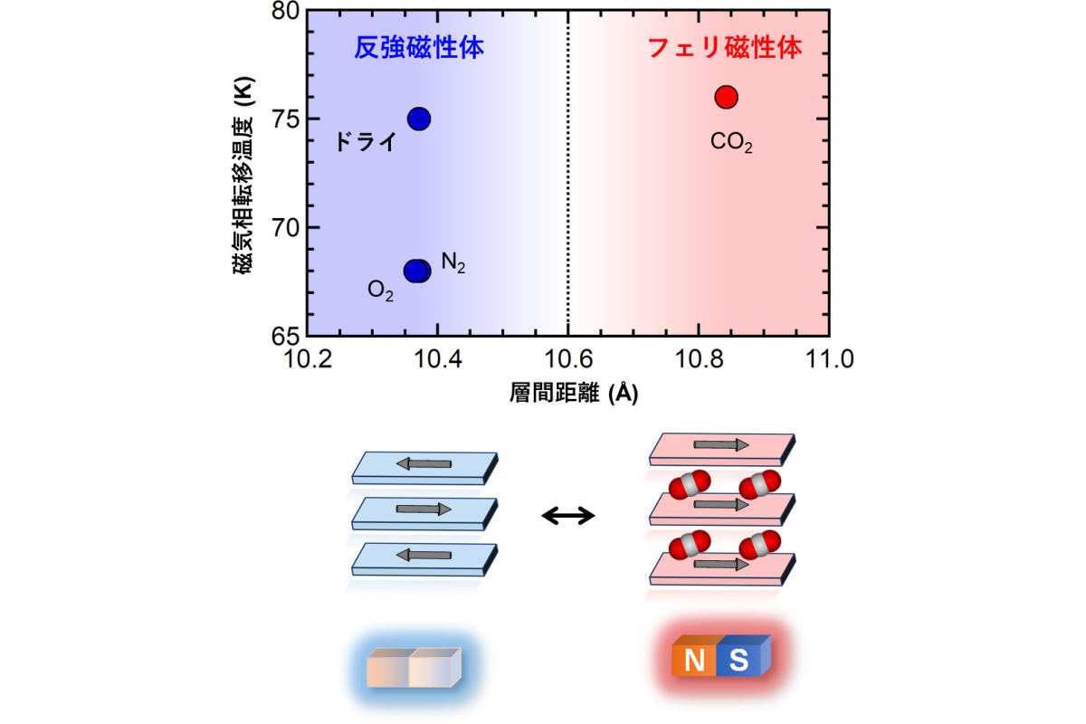 磁気相転移温度vs.層間距離のプロット。反強磁性磁気秩序が青、フェリ磁性磁気秩序が赤でプロットされている