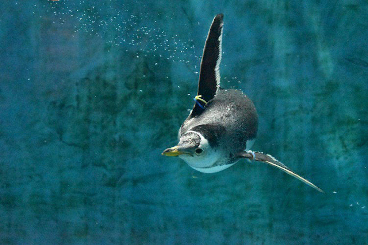 羽ばたいて右旋回するジェンツーペンギン(撮影:長崎ペンギン水族館)