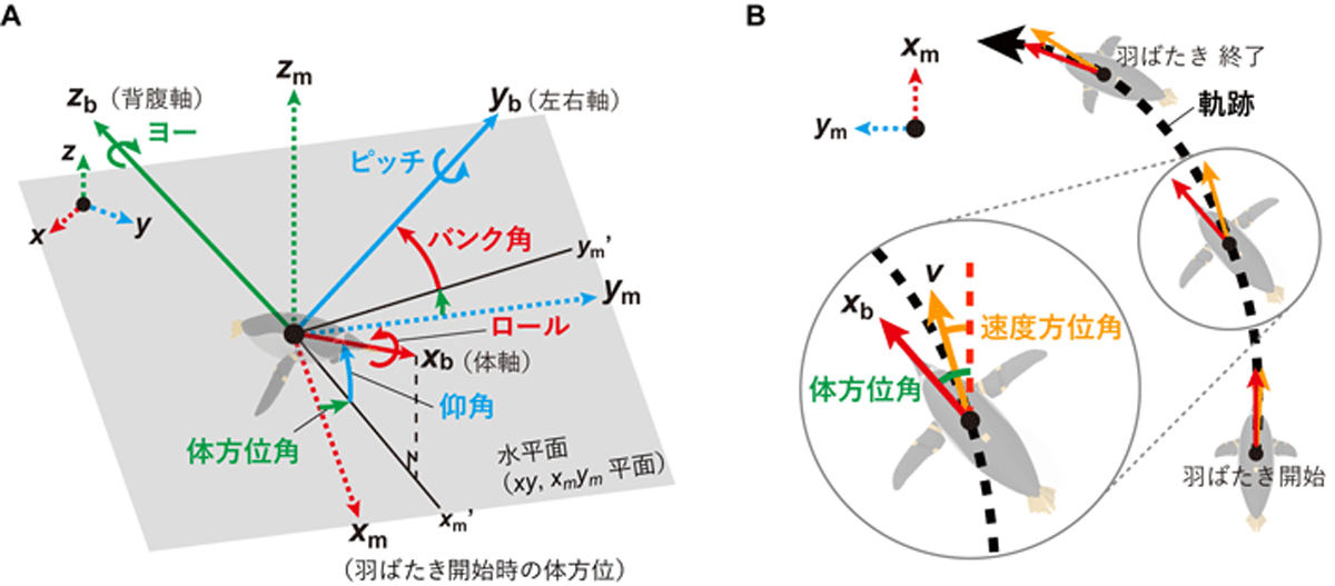 ペンギンの水平面に対する姿勢角(A)と軌跡(B)を表した図