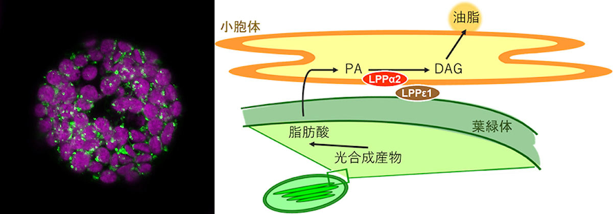 (左)LPPε1(緑色)が、葉緑体(紫色)の特定の部位に局在する細胞内の顕微鏡画像。(右)LPPα2とLPPε1が、協調して植物の油脂合成を司る仕組み