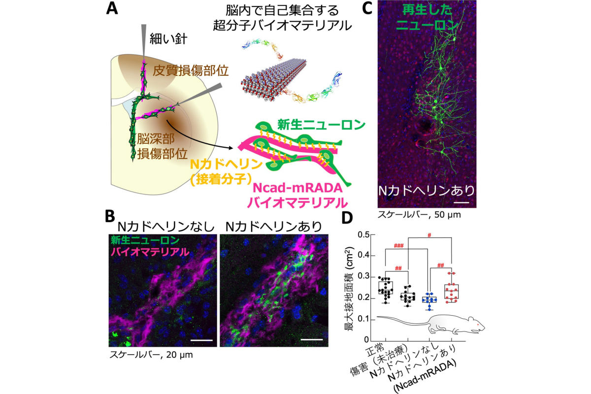 今回の研究成果の概要。(A)バイオマテリアルを脳に移植する実験の概要図。(B)バイオマテリアル(マゼンタ)が注入された脳深部の傷害部位の顕微鏡撮影画像。(C)大脳皮質傷害部にNcad-mRADAを注入して約1か月後の脳切片の顕微鏡撮影画像。成熟ニューロン(緑)が傷害部に再生した。(D)大脳皮質傷害から約1か月後に施行されたマウスの肢の最大接地面積による歩行テストの結果。Ncad-mRADAを脳傷害部に注入されたマウスの最大接地面積はほぼ正常マウスの値まで回復し、NcadmRADAは傷害脳の機能回復に有効であることが明らかにされた。(c)2023 Ohno et al. Originally published in Biomaterials