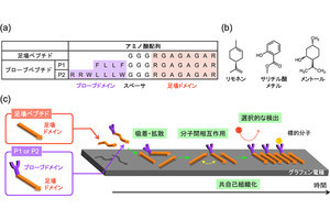 東工大、ペプチドを利用し高感度なグラフェン匂いセンサの開発に成功