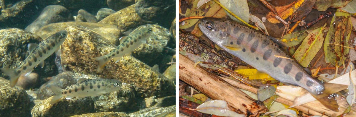 (左)河川内を泳ぐサクラマスの稚魚。(右)捕獲されたサクラマスの幼魚